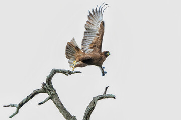 Take off of a Tawny Eagle. This Tawny Eagle (Aquila rapax) was flying away frm a tree in the Kruger National Park in South Africa