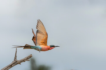 Take of of a Southern Carmine Bee-eater This Caemine Bee-eater (Merops nubicoides) was flying away from a tree in Kruger National Park in South Africa