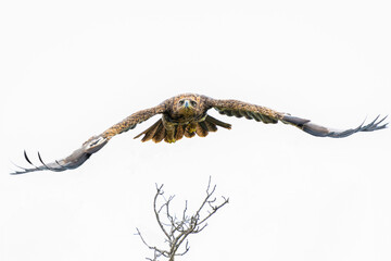 Take off of a Tawny Eagle. This Tawny Eagle (Aquila rapax) was flying away frm a tree in the Kruger National Park in South Africa