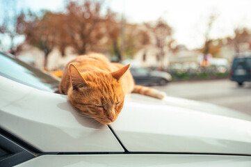 Photographie de chat et chaton 