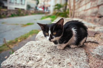 Photographie de chat et chaton 
