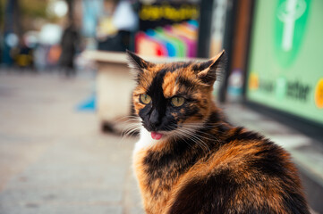 Photographie de chat et chaton 