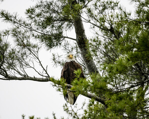 bald eagle in tree