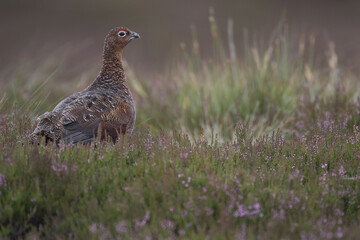 Red grouse, male cock bird facing left stood in colourful purple heather on Grouse Moor in Yorkshire, England, UK. Blurred, clean, green background. Scientific name: Lagopus lagopus. Space for copy.