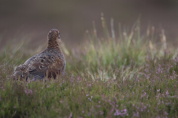 Red grouse, male cock bird facing left stood in colourful purple heather on Grouse Moor in Yorkshire, England, UK. Blurred, clean, green background. Scientific name: Lagopus lagopus. Space for copy.
