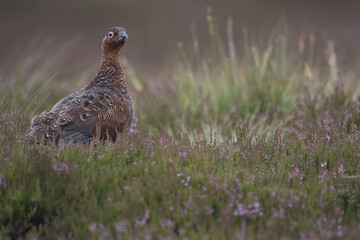 Red grouse, male cock bird facing left stood in colourful purple heather on Grouse Moor in Yorkshire, England, UK. Blurred, clean, green background. Scientific name: Lagopus lagopus. Space for copy.