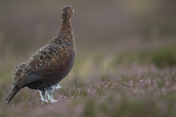 Red grouse, male cock bird facing left stood in colourful purple heather on Grouse Moor in Yorkshire, England, UK. Blurred, clean, green background. Scientific name: Lagopus lagopus. Space for copy.