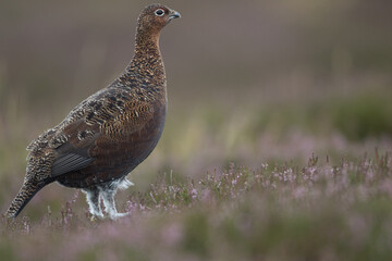 Red grouse, male cock bird facing left stood in colourful purple heather on Grouse Moor in Yorkshire, England, UK. Blurred, clean, green background. Scientific name: Lagopus lagopus. Space for copy.