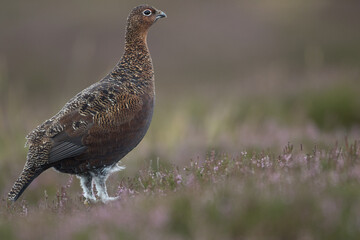 Red grouse, male cock bird facing left stood in colourful purple heather on Grouse Moor in Yorkshire, England, UK. Blurred, clean, green background. Scientific name: Lagopus lagopus. Space for copy.