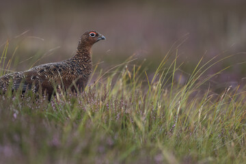 Red grouse, male cock bird facing left stood in colourful purple heather on Grouse Moor in Yorkshire, England, UK. Blurred, clean, green background. Scientific name: Lagopus lagopus. Space for copy.
