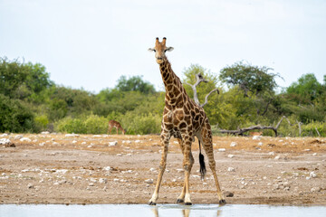 Drinking giraffe in a waterhole in the very dry and big Etosha National Park in Namibia
