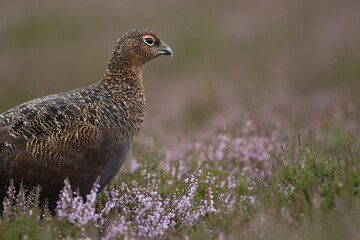 Red grouse, male cock bird facing left stood in colourful purple heather on Grouse Moor in Yorkshire, England, UK. Blurred, clean, green background. Scientific name: Lagopus lagopus. Space for copy.