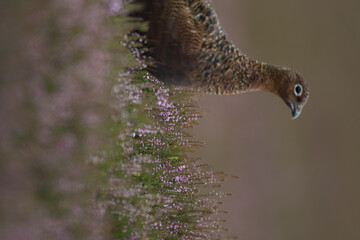 Red grouse, male cock bird facing left stood in colourful purple heather on Grouse Moor in Yorkshire, England, UK. Blurred, clean, green background. Scientific name: Lagopus lagopus. Space for copy.