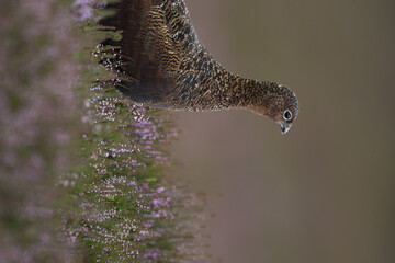 Red grouse, male cock bird facing left stood in colourful purple heather on Grouse Moor in Yorkshire, England, UK. Blurred, clean, green background. Scientific name: Lagopus lagopus. Space for copy.