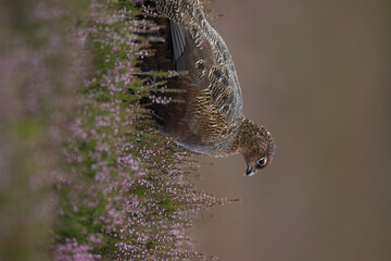 Red grouse, male cock bird facing left stood in colourful purple heather on Grouse Moor in Yorkshire, England, UK. Blurred, clean, green background. Scientific name: Lagopus lagopus. Space for copy.