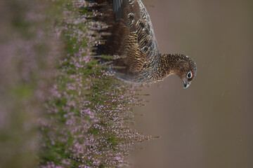 Red grouse, male cock bird facing left stood in colourful purple heather on Grouse Moor in...