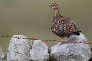 Red grouse, male cock bird facing left stood in colourful purple heather on Grouse Moor in Yorkshire, England, UK. Blurred, clean, green background. Scientific name: Lagopus lagopus. Space for copy.