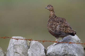 Red grouse, male cock bird facing left stood in colourful purple heather on Grouse Moor in Yorkshire, England, UK. Blurred, clean, green background. Scientific name: Lagopus lagopus. Space for copy.