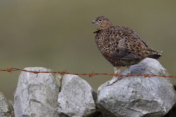 Red grouse, male cock bird facing left stood in colourful purple heather on Grouse Moor in Yorkshire, England, UK. Blurred, clean, green background. Scientific name: Lagopus lagopus. Space for copy.