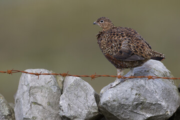 Red grouse, male cock bird facing left stood in colourful purple heather on Grouse Moor in Yorkshire, England, UK. Blurred, clean, green background. Scientific name: Lagopus lagopus. Space for copy.
