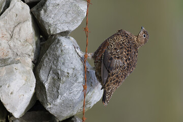 Red grouse, male cock bird facing left stood in colourful purple heather on Grouse Moor in...