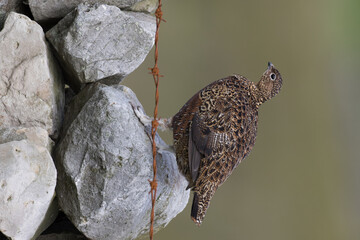 Red grouse, male cock bird facing left stood in colourful purple heather on Grouse Moor in Yorkshire, England, UK. Blurred, clean, green background. Scientific name: Lagopus lagopus. Space for copy.