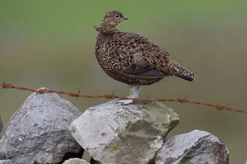 Red grouse, male cock bird facing left stood in colourful purple heather on Grouse Moor in Yorkshire, England, UK. Blurred, clean, green background. Scientific name: Lagopus lagopus. Space for copy.