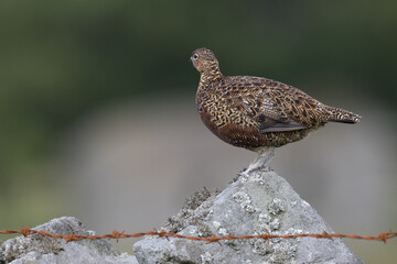 Red grouse, male cock bird facing left stood in colourful purple heather on Grouse Moor in Yorkshire, England, UK. Blurred, clean, green background. Scientific name: Lagopus lagopus. Space for copy.