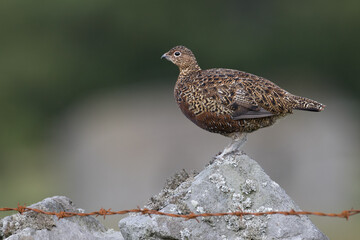 Red grouse, male cock bird facing left stood in colourful purple heather on Grouse Moor in Yorkshire, England, UK. Blurred, clean, green background. Scientific name: Lagopus lagopus. Space for copy.