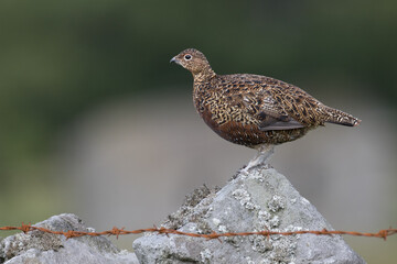 Red grouse, male cock bird facing left stood in colourful purple heather on Grouse Moor in Yorkshire, England, UK. Blurred, clean, green background. Scientific name: Lagopus lagopus. Space for copy.