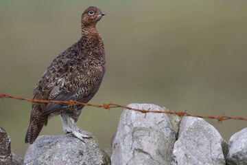 Red grouse, male cock bird facing left stood in colourful purple heather on Grouse Moor in Yorkshire, England, UK. Blurred, clean, green background. Scientific name: Lagopus lagopus. Space for copy. © JTP Photography