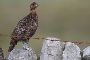 Red grouse, male cock bird facing left stood in colourful purple heather on Grouse Moor in Yorkshire, England, UK. Blurred, clean, green background. Scientific name: Lagopus lagopus. Space for copy.