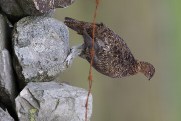 Red grouse, male cock bird facing left stood in colourful purple heather on Grouse Moor in Yorkshire, England, UK. Blurred, clean, green background. Scientific name: Lagopus lagopus. Space for copy.