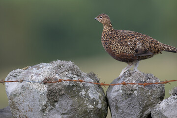 Red grouse, male cock bird facing left stood in colourful purple heather on Grouse Moor in Yorkshire, England, UK. Blurred, clean, green background. Scientific name: Lagopus lagopus. Space for copy.