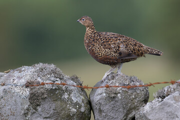 Red grouse, male cock bird facing left stood in colourful purple heather on Grouse Moor in Yorkshire, England, UK. Blurred, clean, green background. Scientific name: Lagopus lagopus. Space for copy.