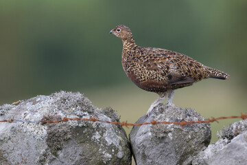 Red grouse, male cock bird facing left stood in colourful purple heather on Grouse Moor in Yorkshire, England, UK. Blurred, clean, green background. Scientific name: Lagopus lagopus. Space for copy.