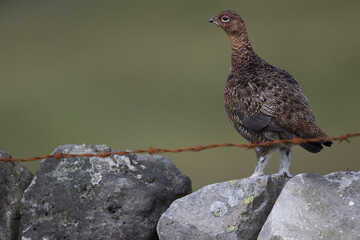 Red grouse, male cock bird facing left stood in colourful purple heather on Grouse Moor in Yorkshire, England, UK. Blurred, clean, green background. Scientific name: Lagopus lagopus. Space for copy.