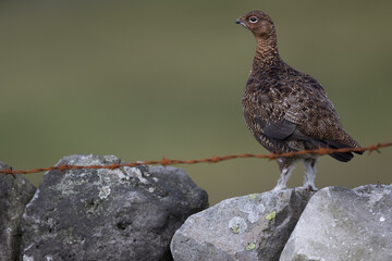Red grouse, male cock bird facing left stood in colourful purple heather on Grouse Moor in Yorkshire, England, UK. Blurred, clean, green background. Scientific name: Lagopus lagopus. Space for copy.