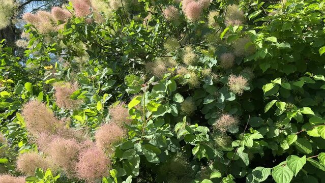 Smoke Bush Scumpia coggigria Smoke tree Cotinus fog.