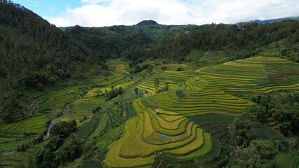 Fototapeta premium View of expansive rice fields in the countryside