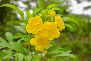 yellow flowers in the garden