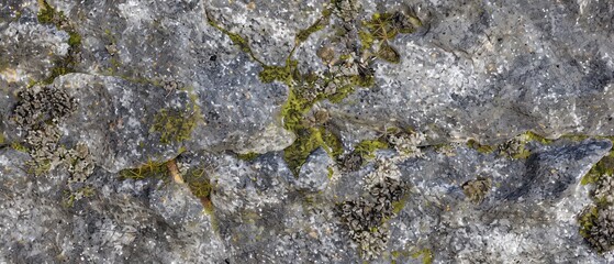 Obraz premium Gray stone adorned with verdant moss, a mosaic of textures revealing the intricate beauty of the outdoors