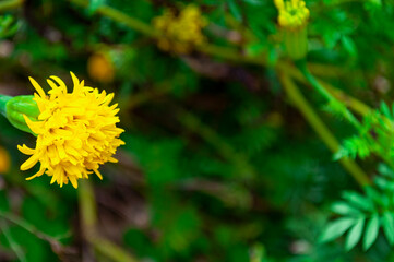 About to bloom yellow flower with customizable space for text