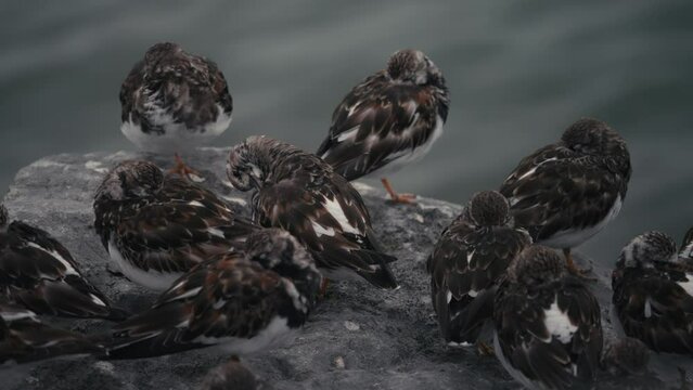 Des oiseaux sur un rocher &agrave; la mer