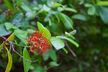 red flower in garden