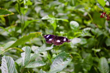 butterfly on a leaf