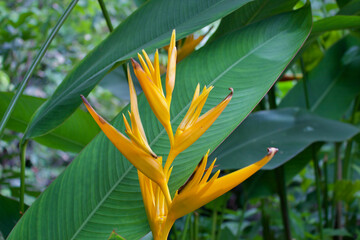 yellow flower in the garden