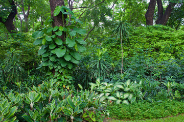 green leaves plants in the garden