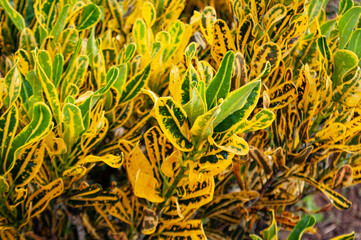 Yellow leaf with customizable space for text or quote