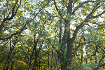 Forest landscape. Summer fairy forest with bright sunny rays shining through the trees for publication, poster, calendar, screensaver, wallpaper, post, banner, cover. High quality photo